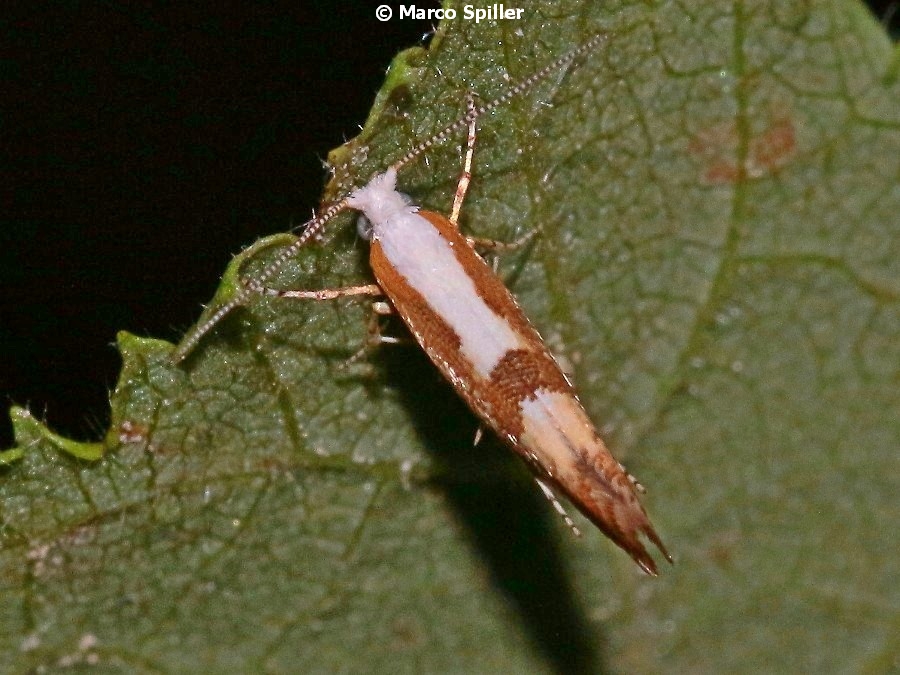 Argyresthia pruniella (Argyresthiidae)